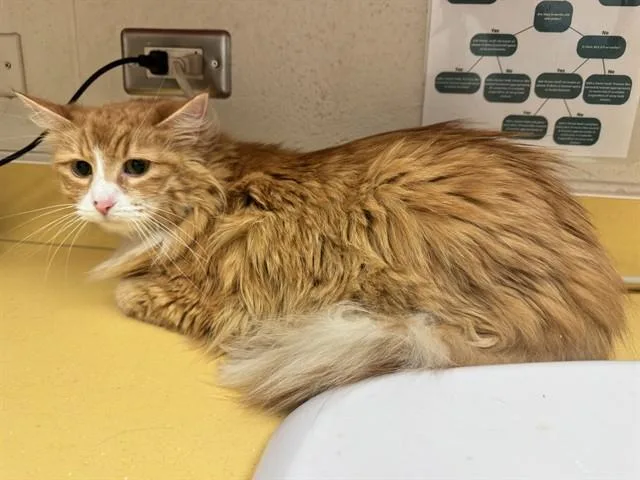 An adult medium-sized female Domestic Long Hair cat named Tabitha for adoption in Colorado Springs, CO
