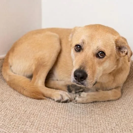 A young medium-sized female Golden Yellow Labrador Retriever dog named Harriet for adoption in South Elgin, IL