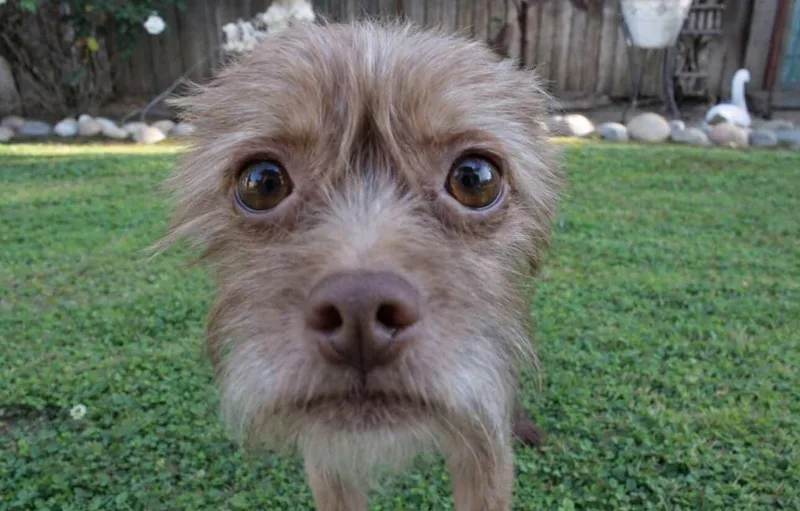 A young small-sized female Brussels Griffon dog named Lana for adoption in West Hollywood, CA