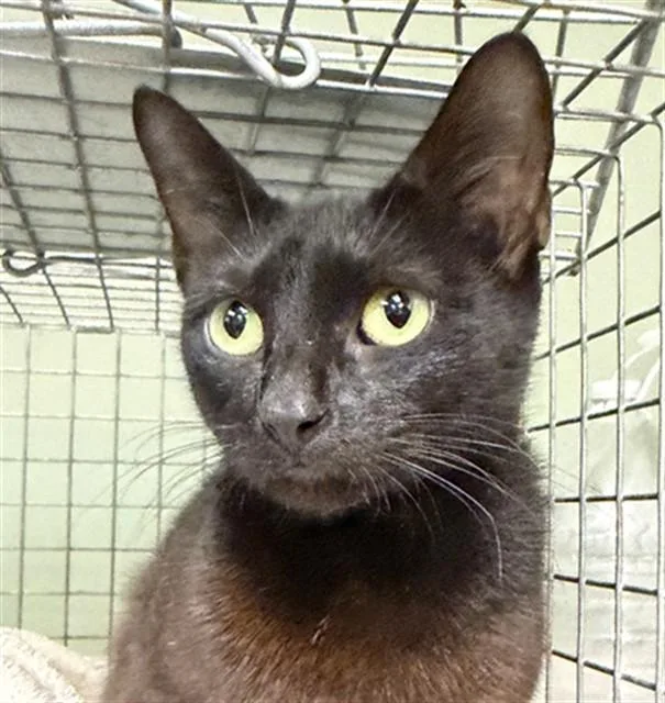 A young small-sized female Domestic Short Hair cat named Beauty for adoption in Jacksonville, FL