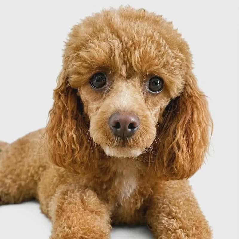 Pip