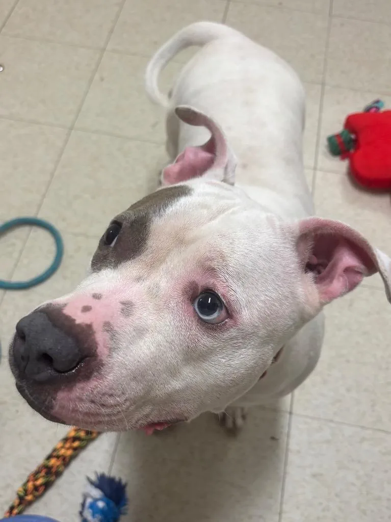 An adult medium-sized female Pit Bull Terrier dog named Calla Lily for adoption in Fall River, MA