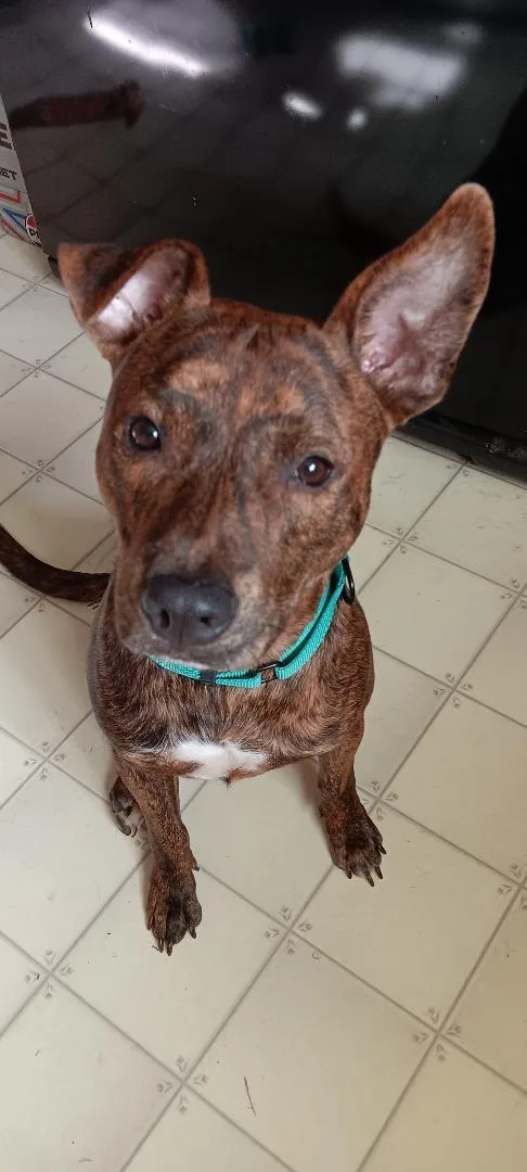 Paco