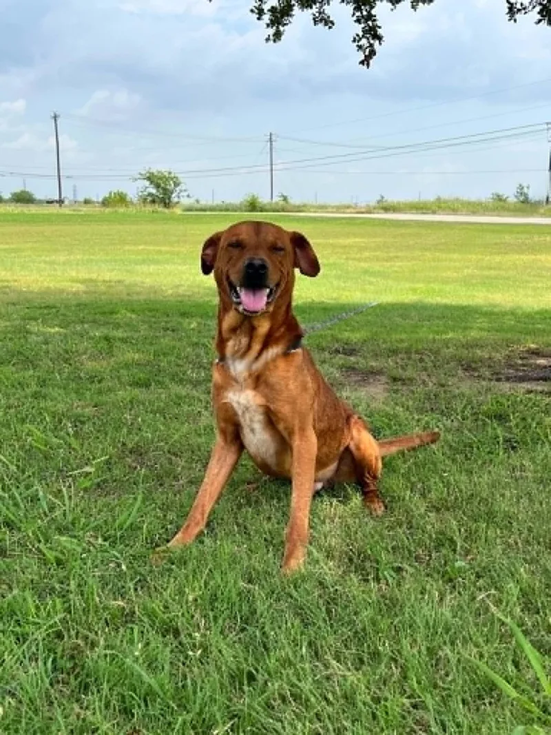 An adult medium-sized male Golden Labrador Retriever dog named Weiser for adoption in Cleburne, TX