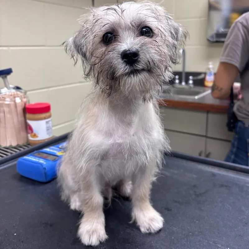 A baby small-sized male White / Cream Mixed Breed dog named StrayPeachtreeDriveBuenaVistaRoad for adoption in Columbus, GA