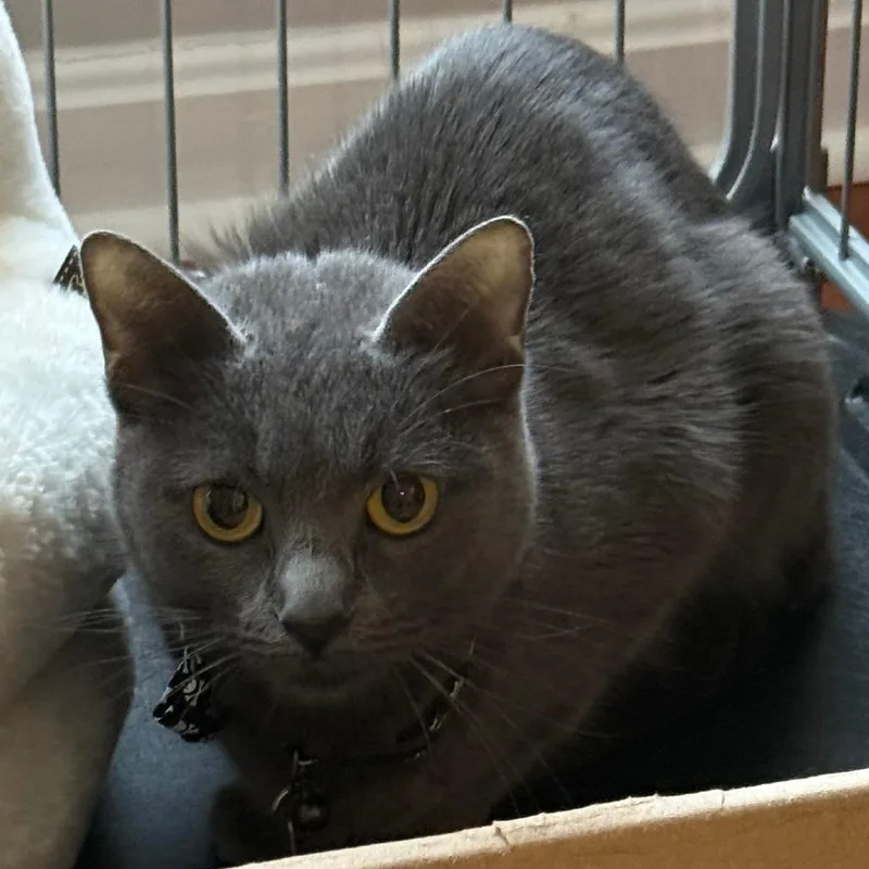 An adult medium-sized female Gray / Blue / Silver Domestic Short Hair cat named Roxy for adoption in Fairfax Station, VA