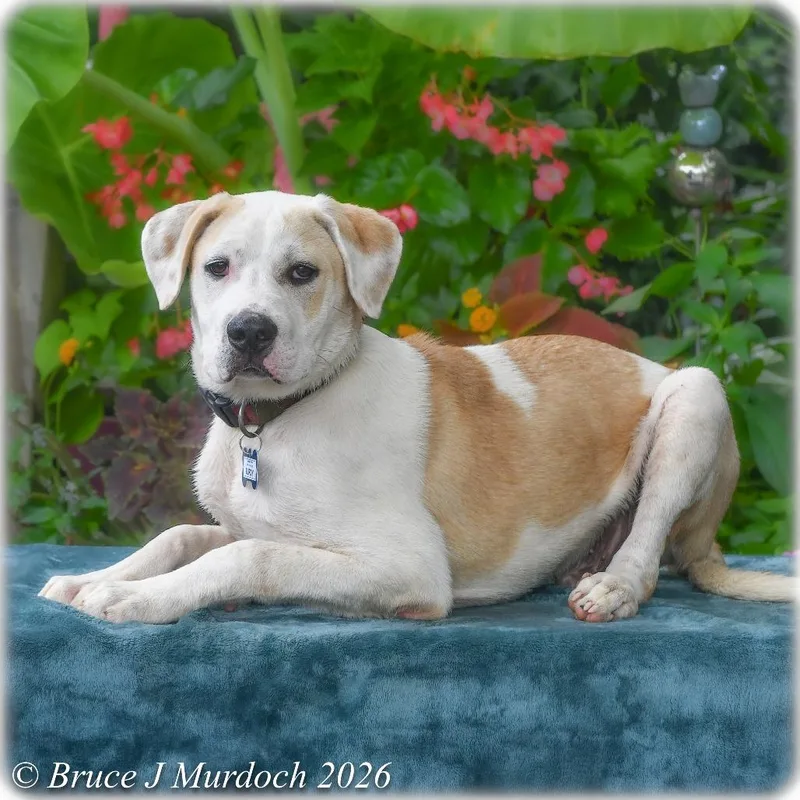 A baby medium-sized male Yellow / Tan / Blond / Fawn Pit Bull Terrier dog named Burdy for adoption in Wake Forest, NC