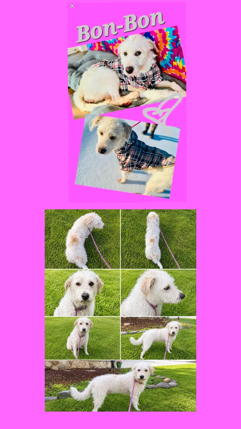 An adult medium-sized female White / Cream Fox Terrier dog named Bon Bon for adoption in Jackson, TN