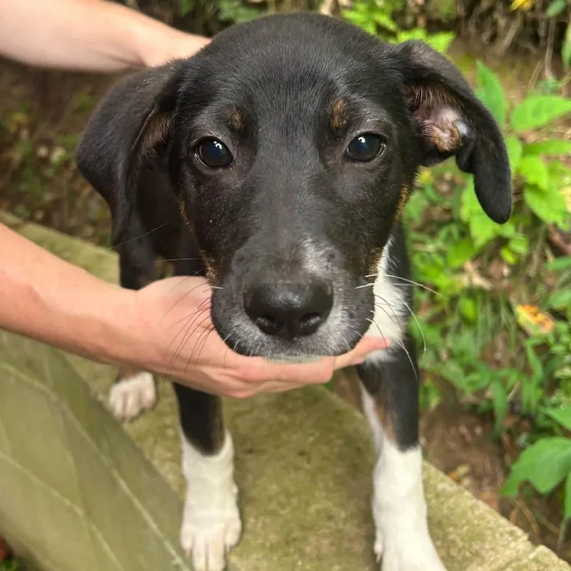 A baby small-sized male Hound dog named Hyde for adoption in Salem, WV