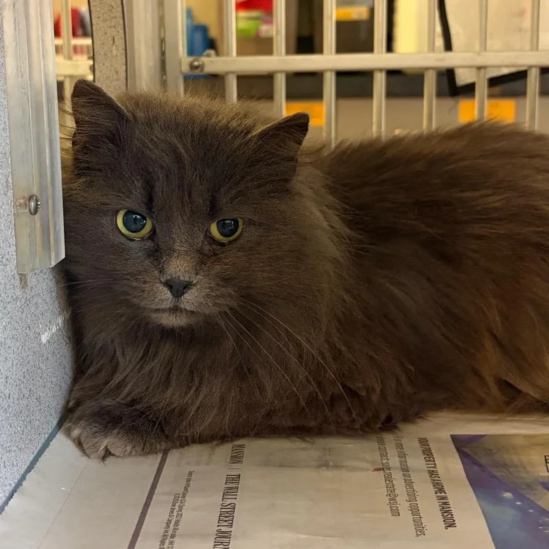 A young medium-sized female Gray / Blue / Silver Domestic Medium Hair cat named Charcoal for adoption in Red House, WV