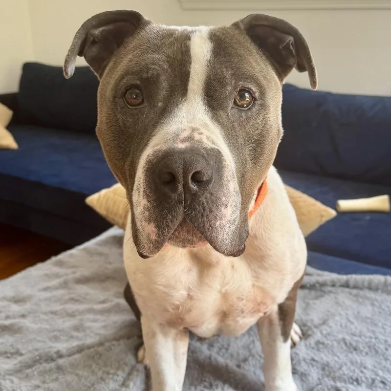 A senior large-sized male Pit Bull Terrier dog named Ginkgo for adoption in Silver Spring, MD