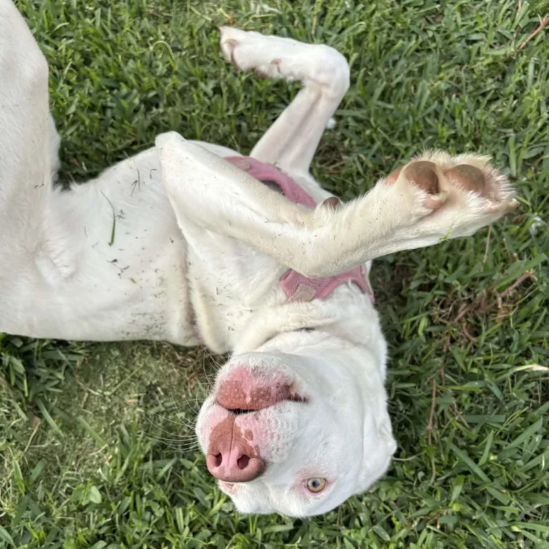 A young medium-sized female White / Cream American Staffordshire Terrier dog named Snowflake for adoption in Houston, TX