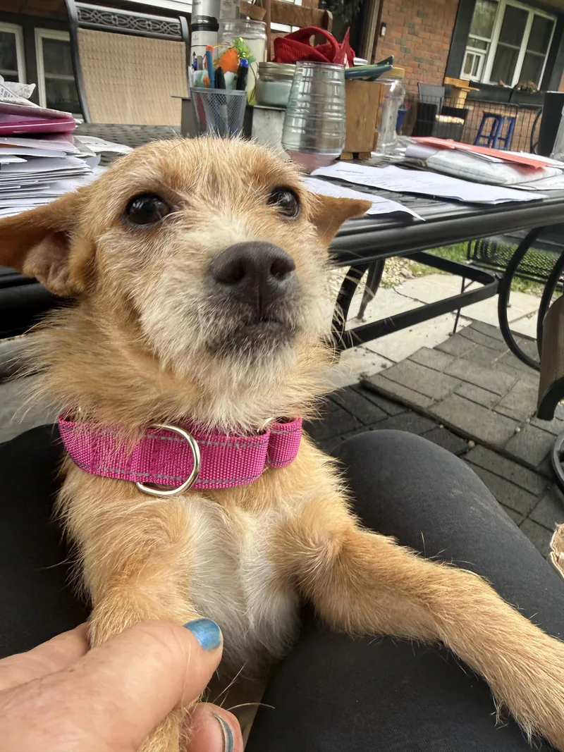 A young small-sized male Wirehaired Terrier dog named Waffles And Pancake for adoption in Pleasant Valley, NY