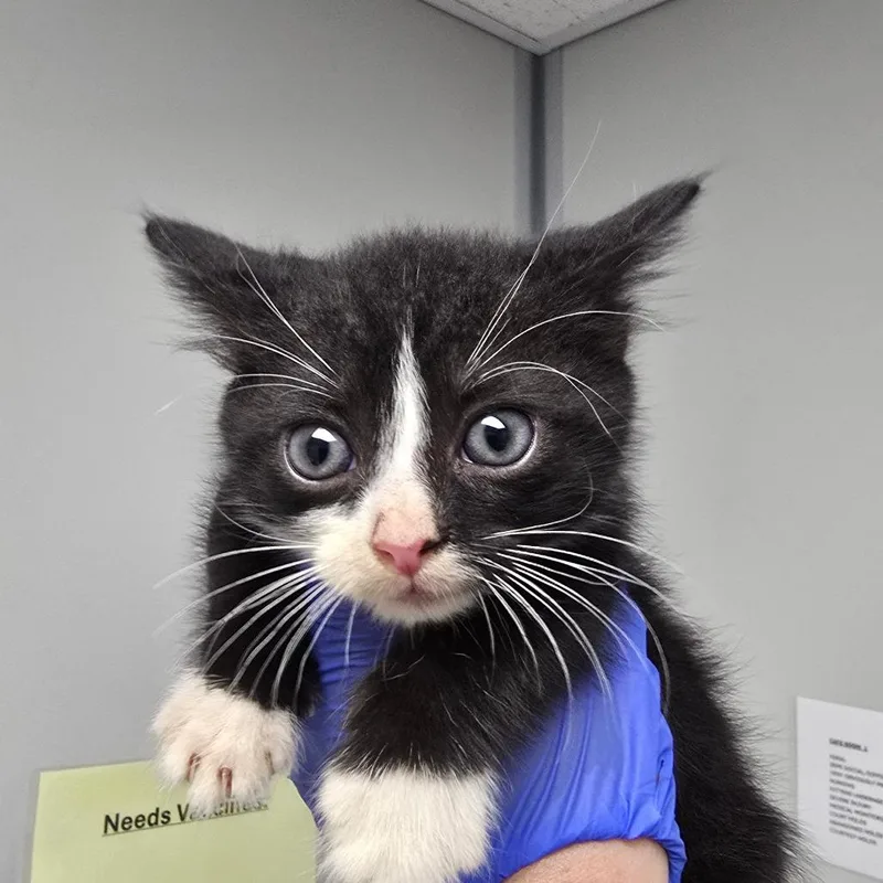 A baby small-sized male Black Domestic Short Hair cat named Acorn for adoption in Concord, NC