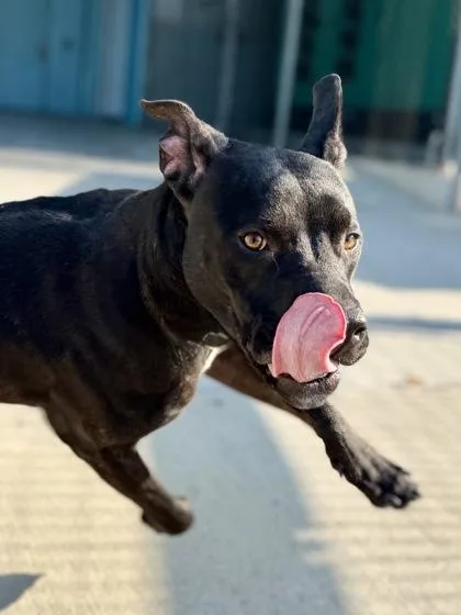 An adult large-sized female Pit Bull Terrier dog named Kiko for adoption in New Orleans, LA