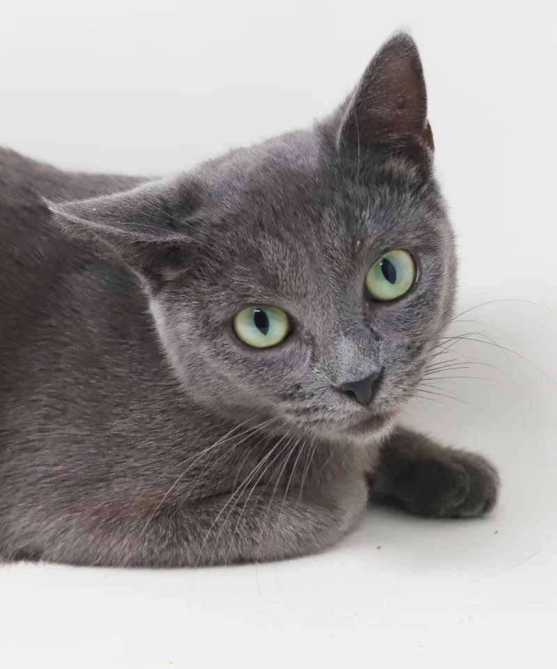 A baby small-sized female Gray / Blue / Silver Russian Blue cat named Opal is omg gorgeous for adoption in Bedford Hills, NY