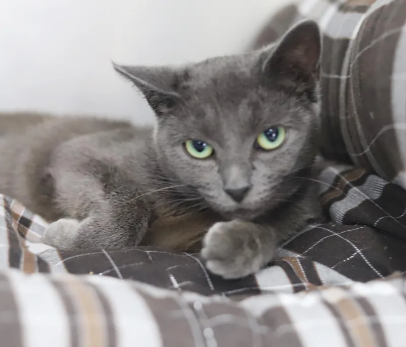 Opal is omg gorgeous thumbnail 2