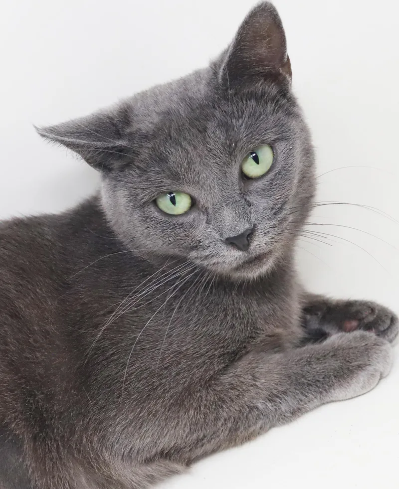 Opal is omg gorgeous thumbnail 3