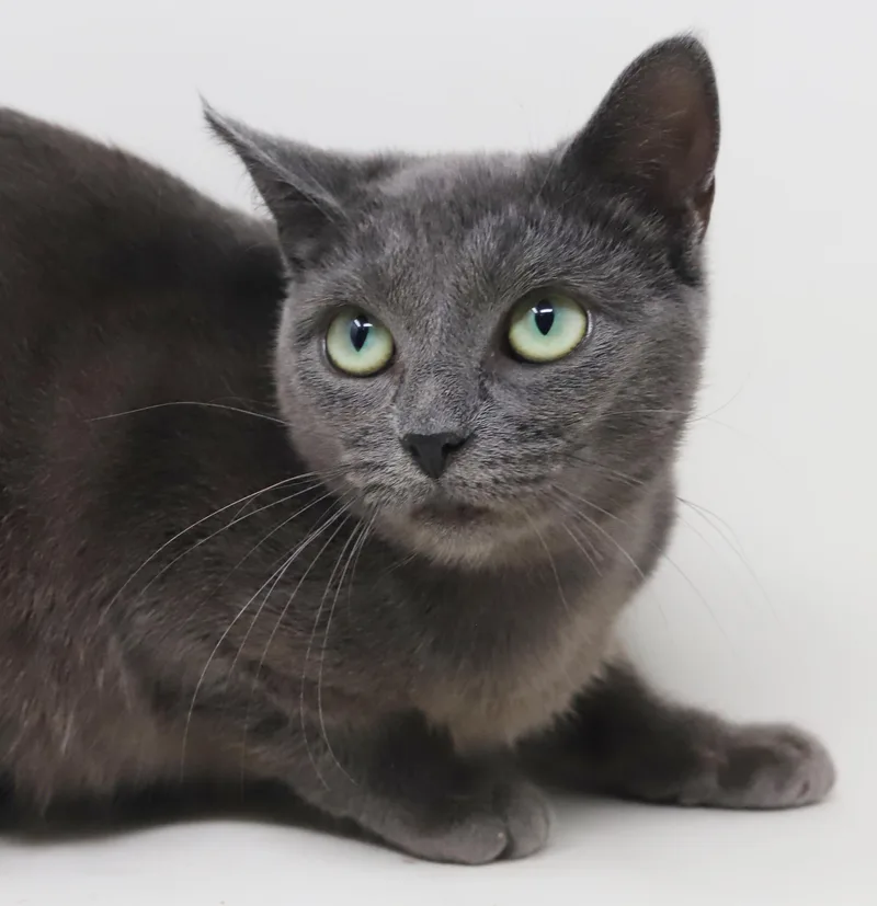 Opal is omg gorgeous thumbnail 4