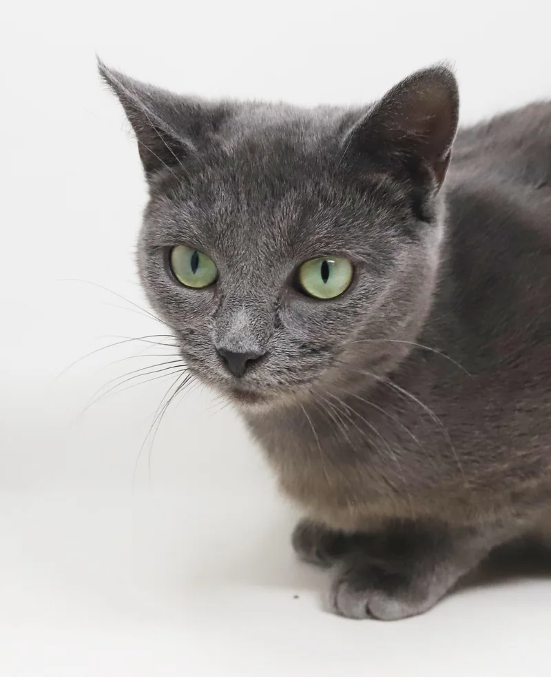 Opal is omg gorgeous thumbnail 5