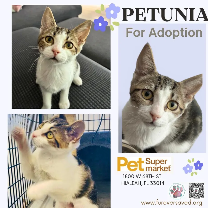 A baby small-sized female White Domestic Short Hair cat named Petunia for adoption in Miami, FL