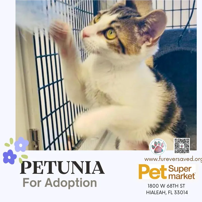 Petunia thumbnail 2