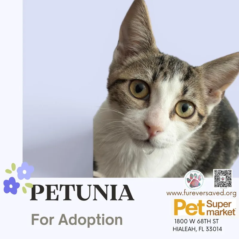 Petunia thumbnail 3