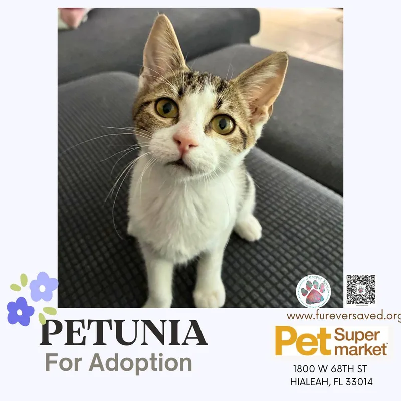 Petunia thumbnail 4