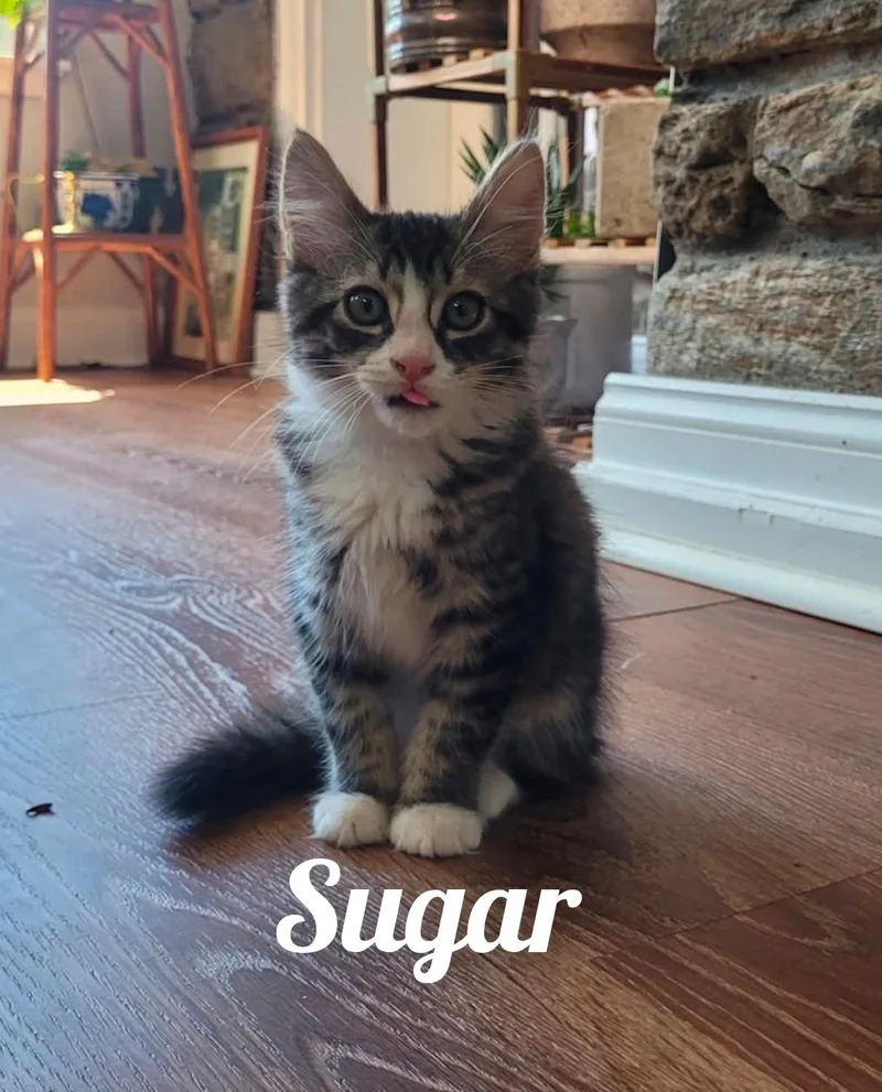 A young medium-sized male Domestic Short Hair cat named Sugar Sweetie for adoption in Lansdowne, PA