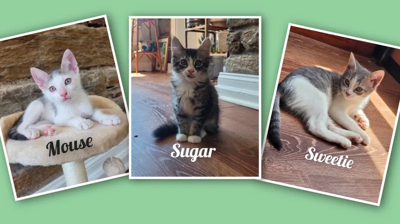 Sugar  Sweetie  thumbnail 3