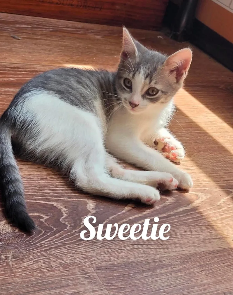 Sugar  Sweetie  thumbnail 6