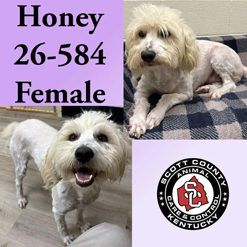 Honey