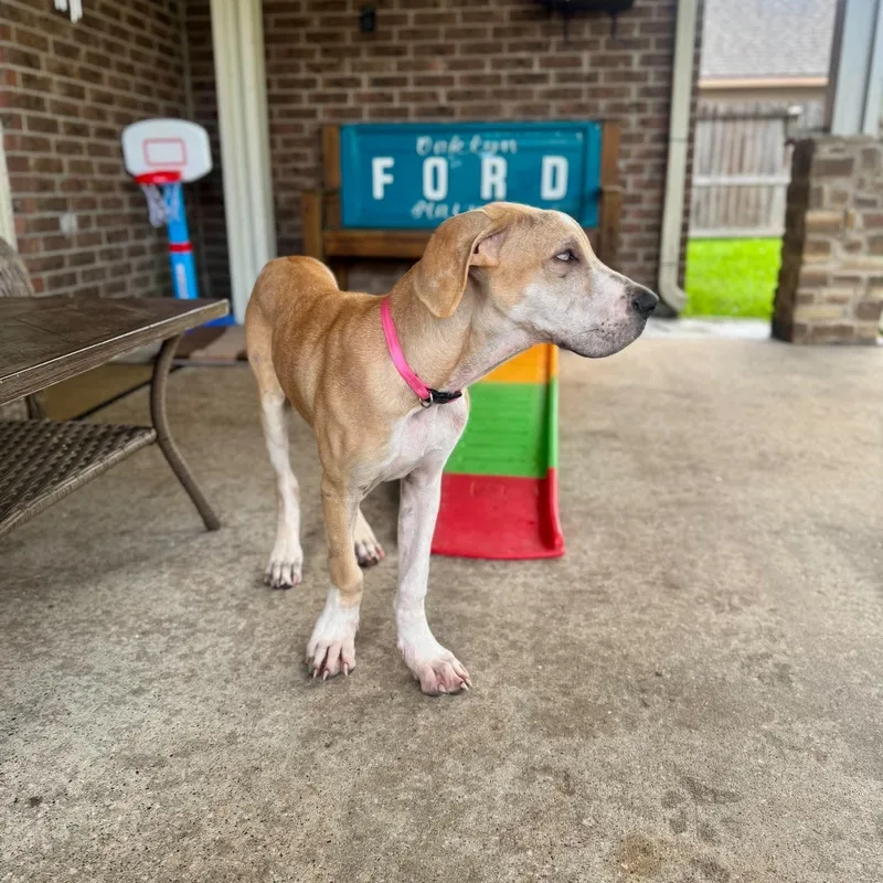 A baby extra large-sized female Merle (Red) Great Dane dog named Kirby for adoption in Bullard, TX