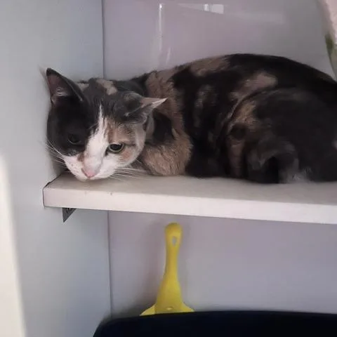 A senior medium-sized female Calico Domestic Short Hair cat named Crystal for adoption in St. Louis, MO