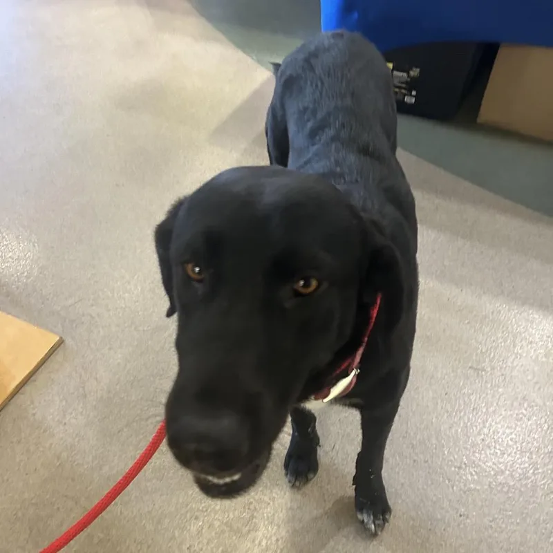 A senior large-sized female Black Labrador Retriever dog named IEPAStray for adoption in Upland, CA