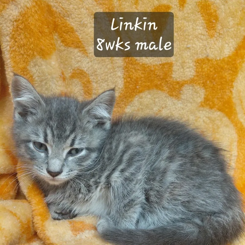 A baby small-sized male Domestic Short Hair cat named Linkin for adoption in New Tazewell, TN