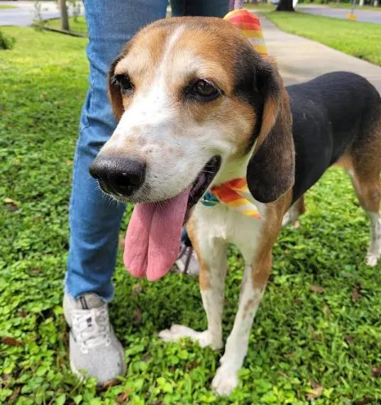 An adult medium-sized male Coonhound dog named George for adoption in Palm Harbor, FL