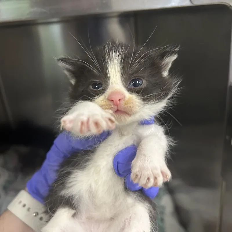 A baby small-sized female Black Domestic Short Hair cat named Flora for adoption in Charleston, WV