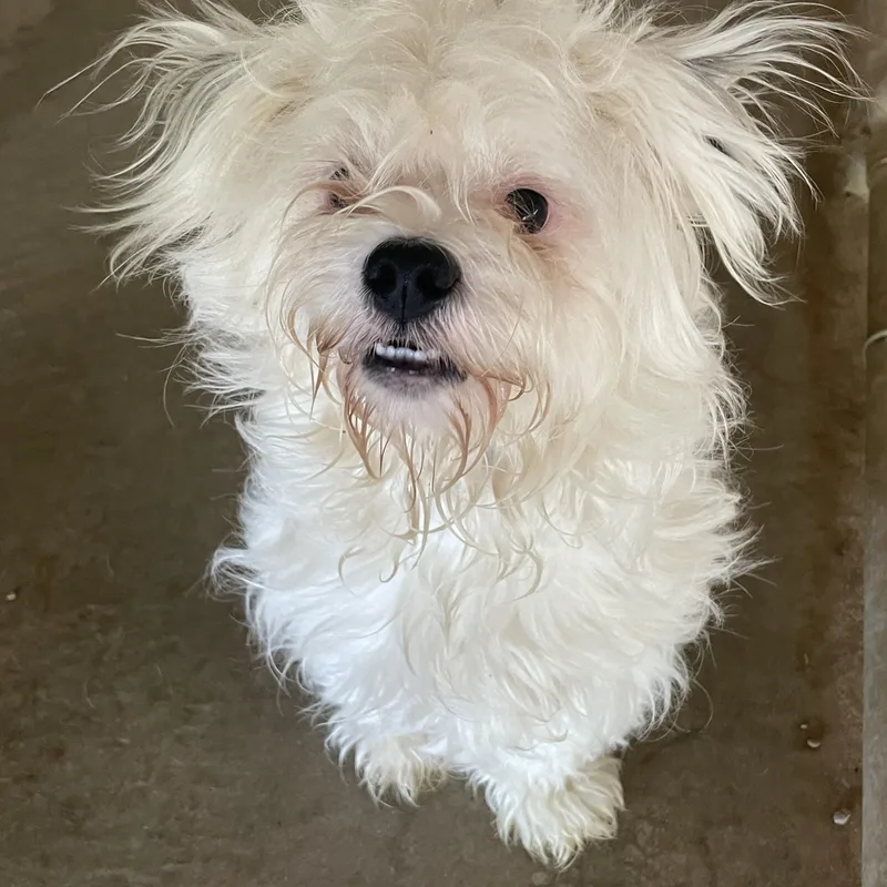 A young small-sized male White / Cream Mixed Breed dog named Leo for adoption in Lacon, IL