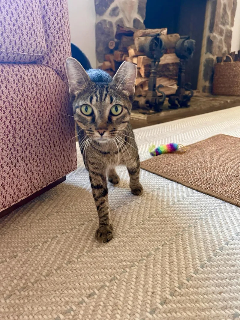 A young small-sized female Tabby (Brown / Chocolate) Domestic Short Hair cat named Nala for adoption in Nashville, TN