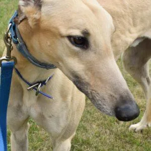 An adult large-sized male Greyhound dog named Peabody Duck for adoption in grandville, MI