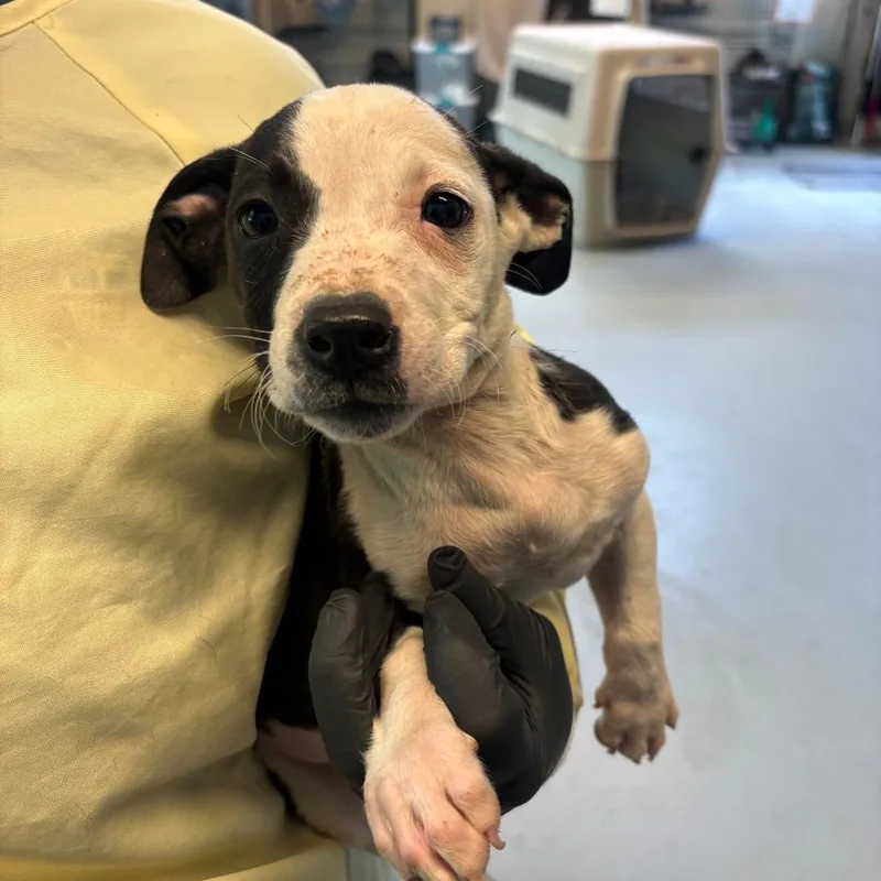 A baby small-sized male Black Mixed Breed dog named Jayson for adoption in Huntington, WV