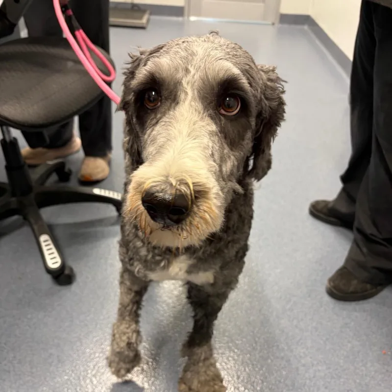 An adult large-sized male Gray / Blue / Silver Old English Sheepdog dog named Titus for adoption in St Joseph, MO