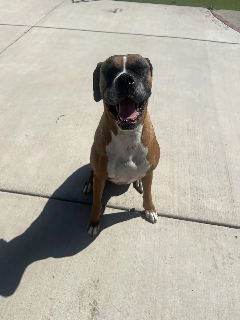 An adult medium-sized female Boxer dog named Daisy for adoption in Monrovia , CA