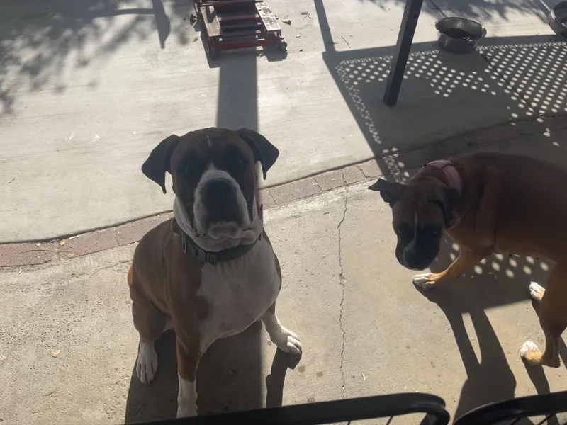 Daisy thumbnail 5