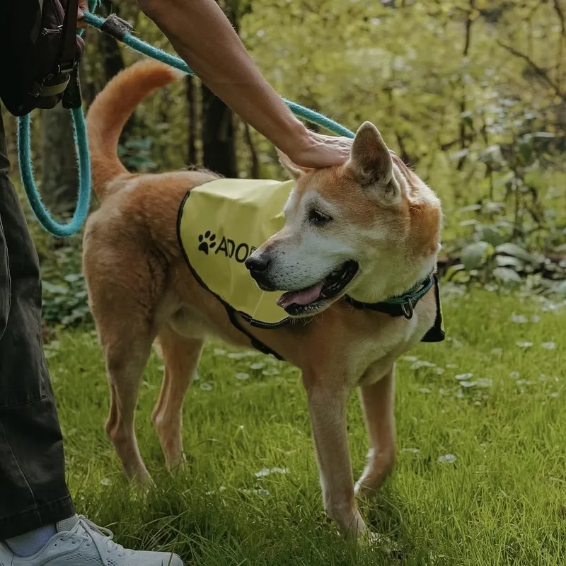 A senior medium-sized male Siberian Husky dog named Buddy for adoption in Philadelphia, PA