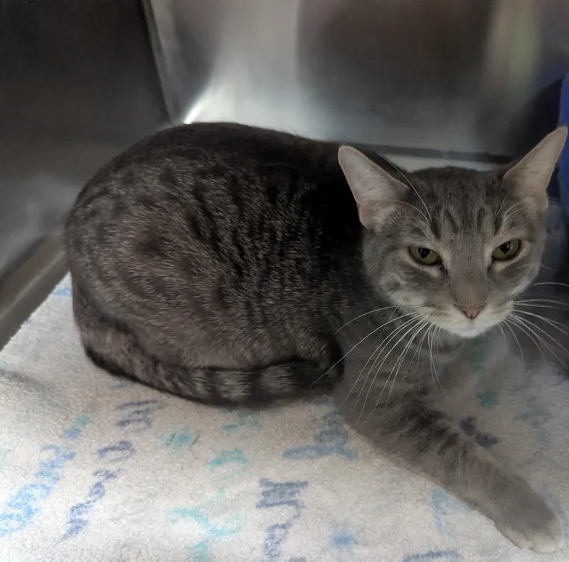 An adult medium-sized female Tabby (Gray / Blue / Silver) Domestic Short Hair cat named Mary And Sara for adoption in Rock Falls, IL