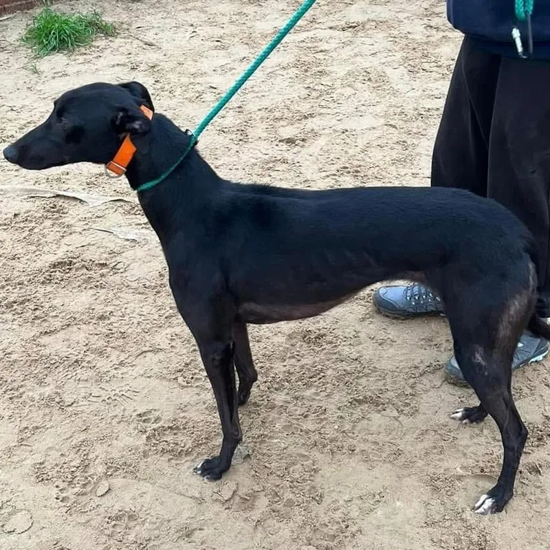 Savana Raquel thumbnail 3