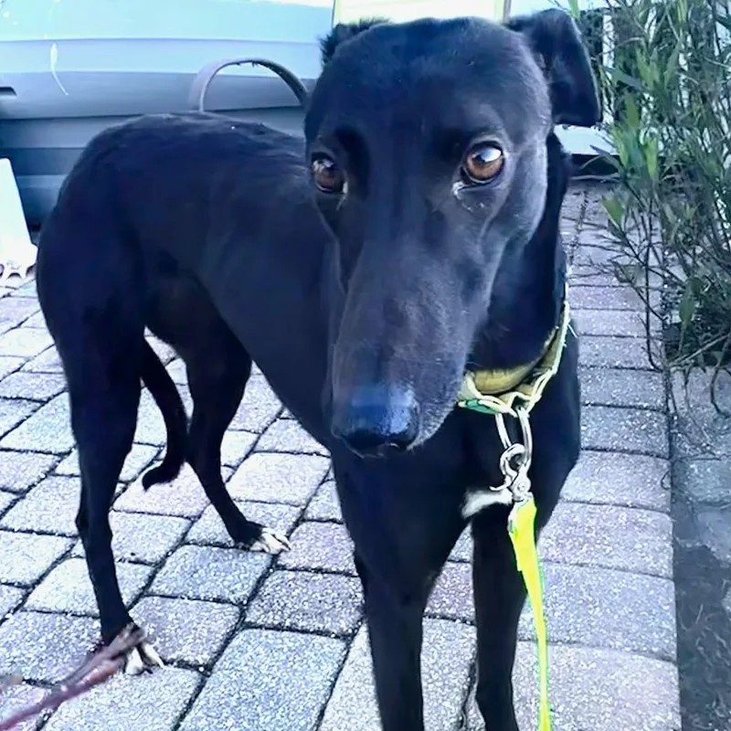 Savana Raquel thumbnail 4