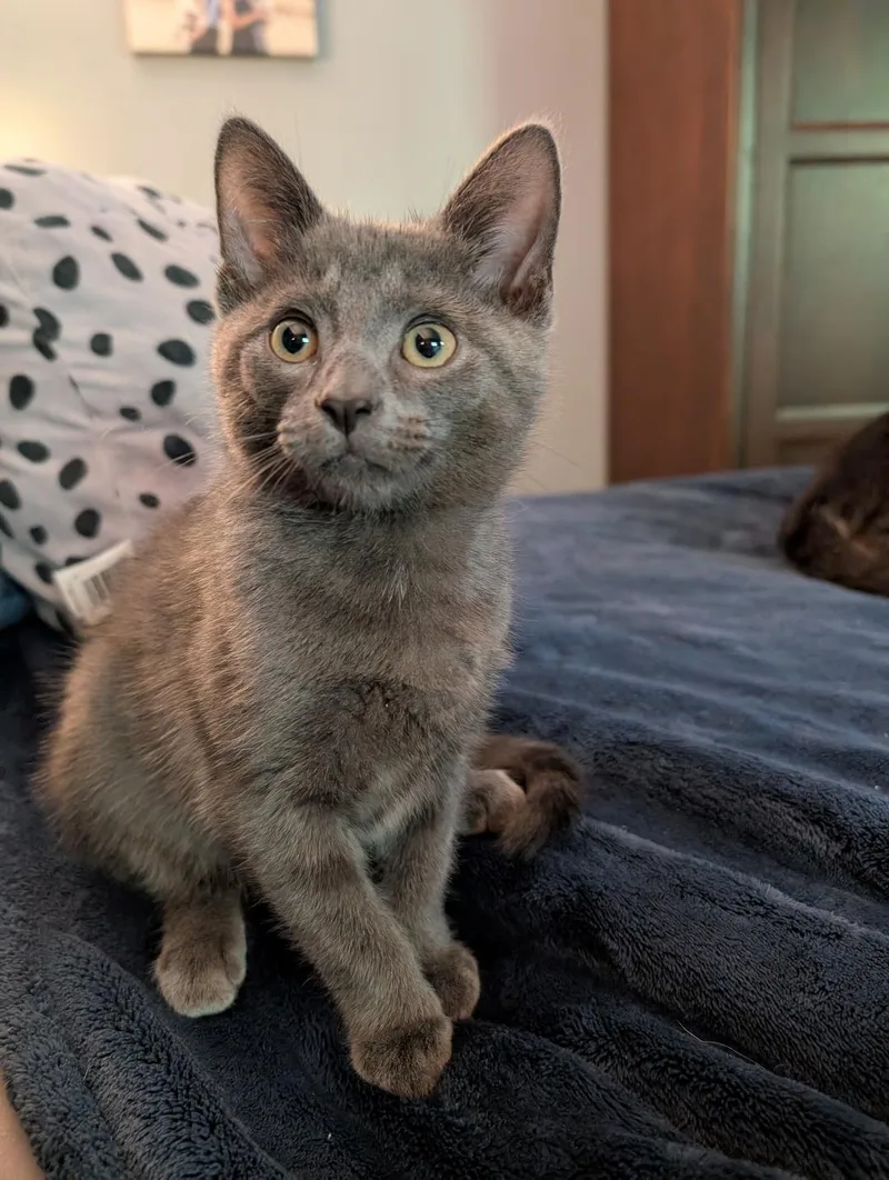 A baby medium-sized male Gray / Blue / Silver Domestic Short Hair cat named Gunsmoke for adoption in Wayne, NJ